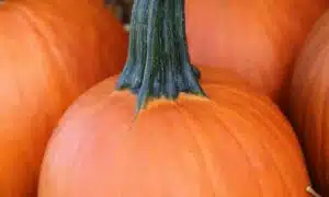 Little Giant Pumpkin (Farmore)