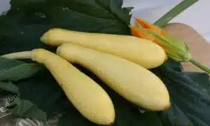 Multipik Squash (Farmore)