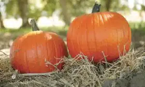 Magic Lantern Pumpkin (Farmore)