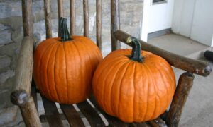 Magic Wand Pumpkin (Farmore)