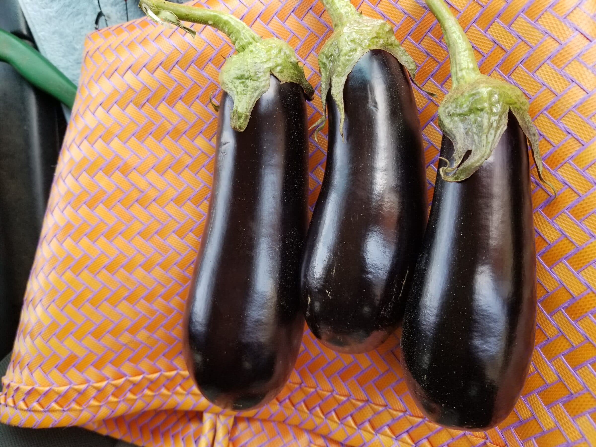 Megal Eggplant (Treated Seed) Seedway
