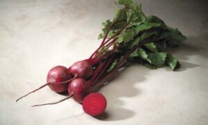Merlin Beet (Treated Seed)