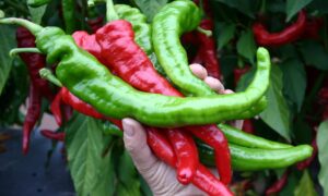 Mesilla Cayenne Pepper (Treated Seed)