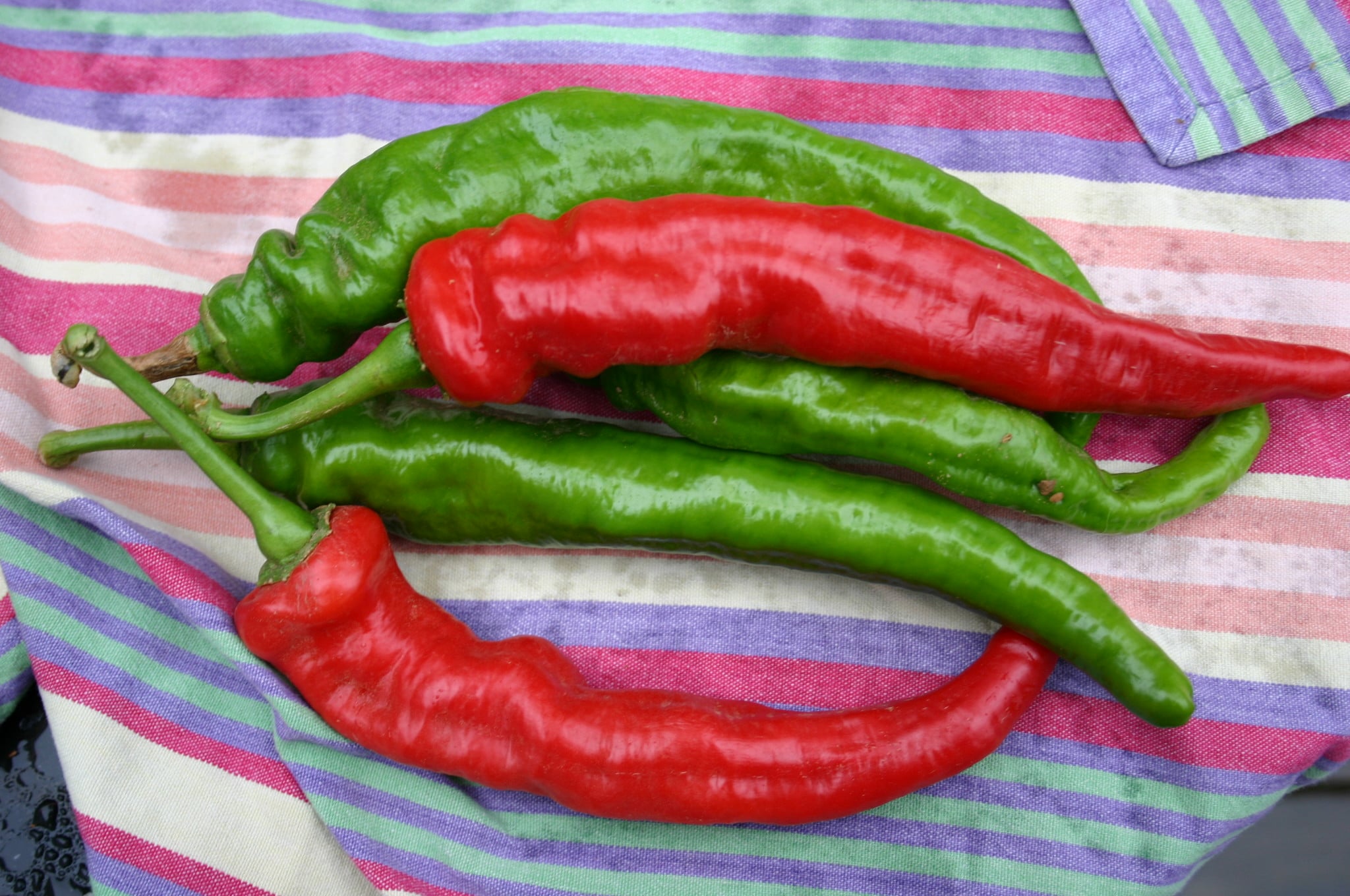 Mesilla Cayenne Pepper (Treated Seed) - Image 3