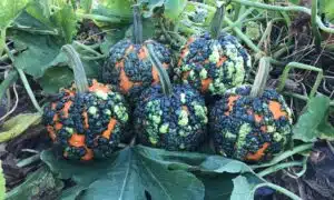 Miniwarts Pumpkin (Farmore)