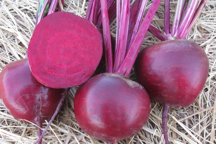 Moneta Beet (Treated Seed)