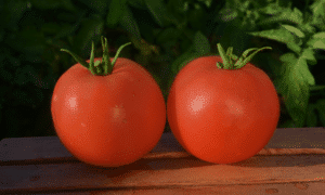 Mountain Majesty Tomato (Pelleted)