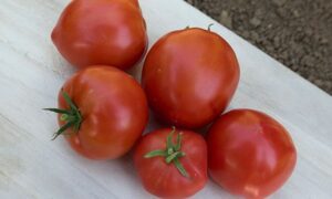 Mountain Pride Tomato (Not Treated)