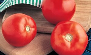 Mt Spring Tomato (Treated Seed)