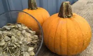 Naked Bear Pumpkin (Not Treated)