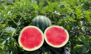 Nectaro Watermelon (Primed)