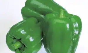 New Ace Bell Pepper (Not treated Seed)