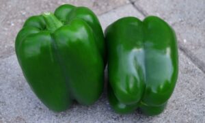 Ninja S10® Bell Pepper (Treated Seed)