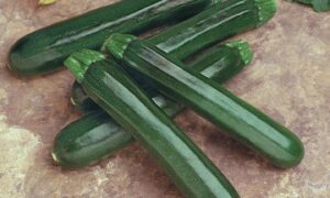 Noche Zucchini (Farmore)