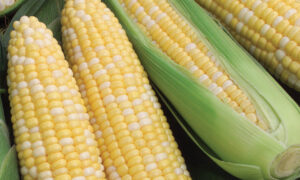 Obsession Sweet Corn (Cruiser Treated)