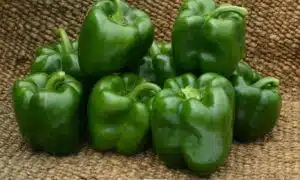 PS 0994-1819 Bell Pepper (Not Treated)