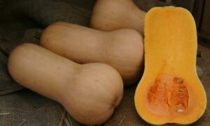 Puritan Butternut Squash (Treated Seed)