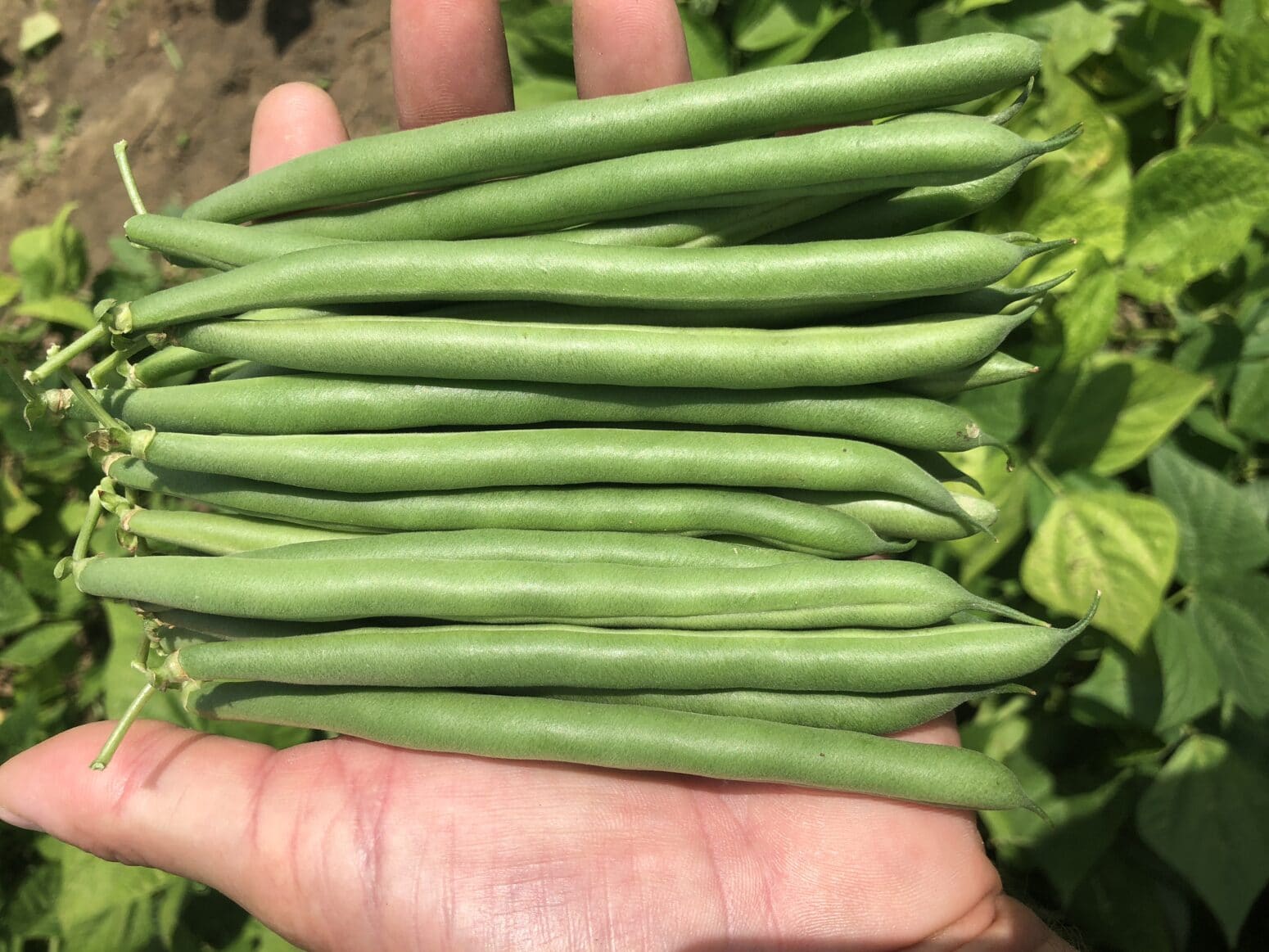 PV857 Green Pod Bush Bean (Cruiser Treated Seed) Seedway