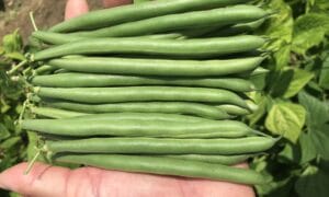 PV857 Green Pod Bush Bean (Cruiser Treated Seed)