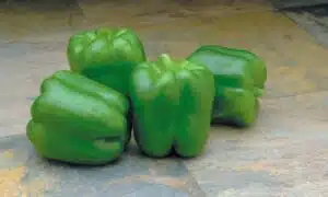 Paladin Bell Pepper (Pelleted)