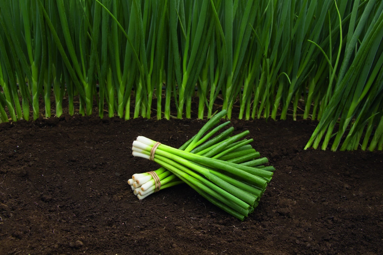 Parade Bunching Onion (Treated Seed) | Seedway