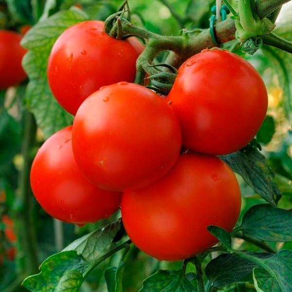 Patio Tomato (Treated Seed) Seedway