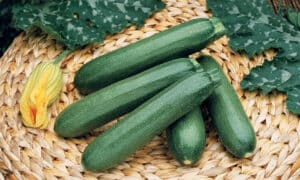 Payroll Zucchini (Farmore)