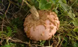 Peanut Pumpkin ( Treated Seed)