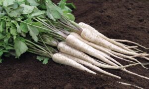 Pearl Parsnip (Not Treated)