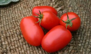 Picus Tomato (Not Treated)