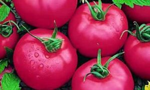 Pink Girl Tomato (Treated Seed)