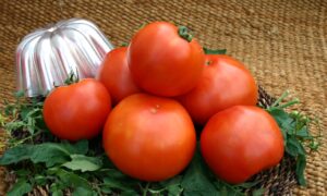 Primo Red Tomato (Pelleted)