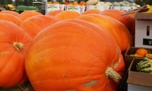 Prizewinner Pumpkin Seed (Farmore)