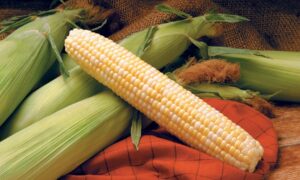 Providence Sweet Corn (Cruiser Treated)