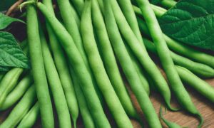 Provider Green Pod Bush Bean (Not Treated)