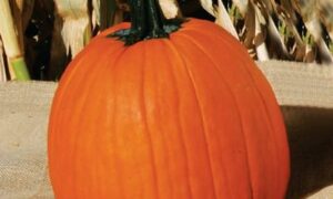 Howden Pumpkin (Treated Seed)