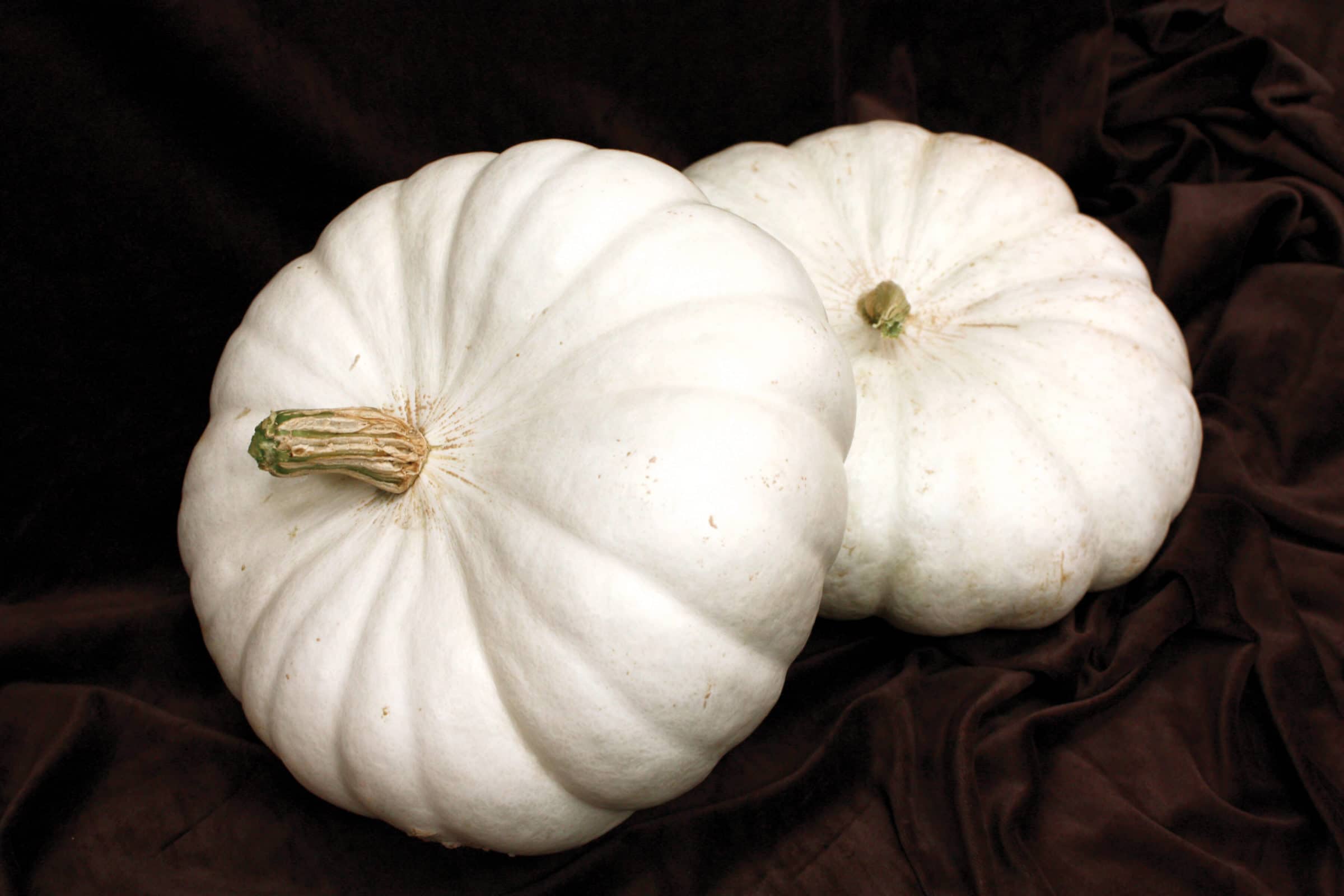 Flat White Boer Pumpkin (Farmore) Seedway
