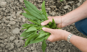 Punto Dandelion (Not Treated)
