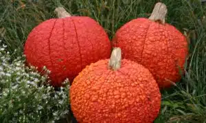 Red Warty Thing Pumpkin (Farmore)