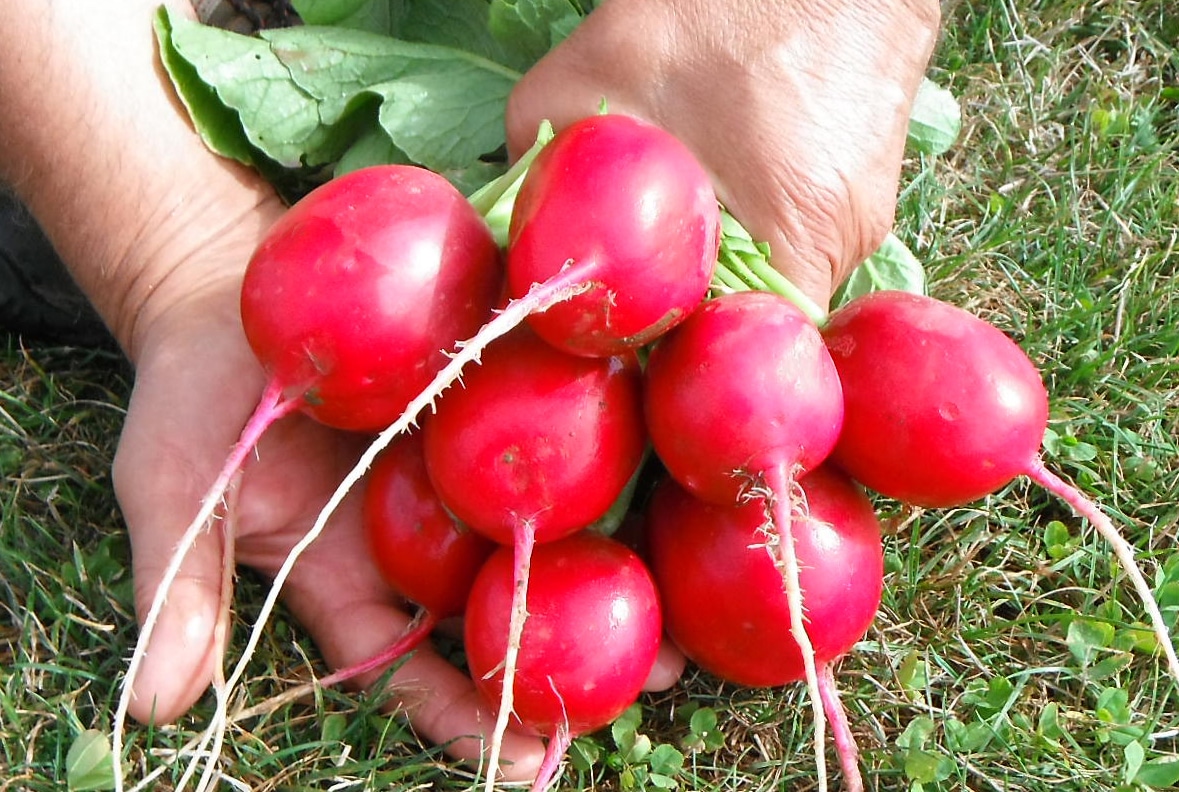Roxanne Radish (Treated Seed) - Image 3