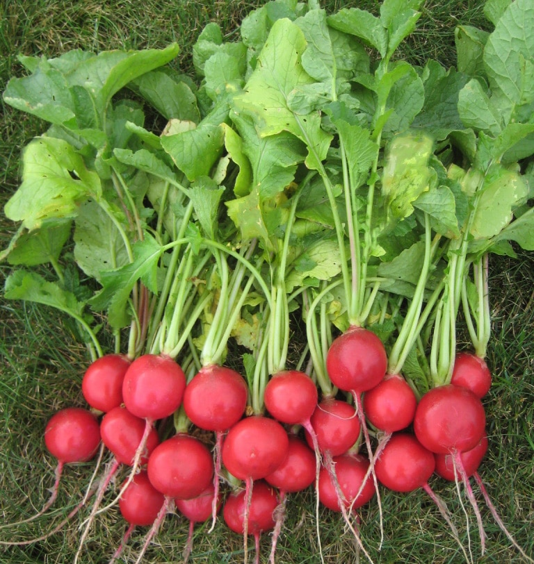 Roxanne Radish (Treated Seed) - Image 2