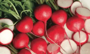 Red Castle Radish (Treated Seed)