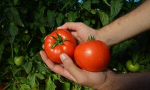 Red Morning Tomato (Pelleted)