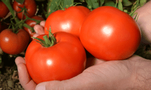 Red Mountain (Treated Seed)