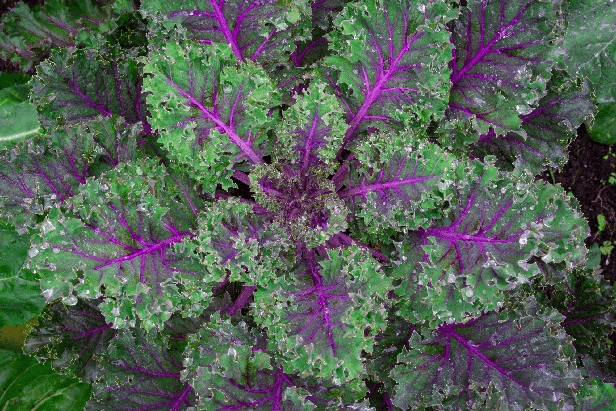 Red Russian Kale (Not |