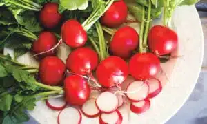Red Satin Radish (Treated Seed)