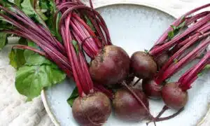 Red Cloud Beet (Not Treated)