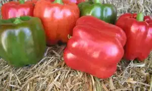 Red Knight X3R Bell Pepper (Not Treated)