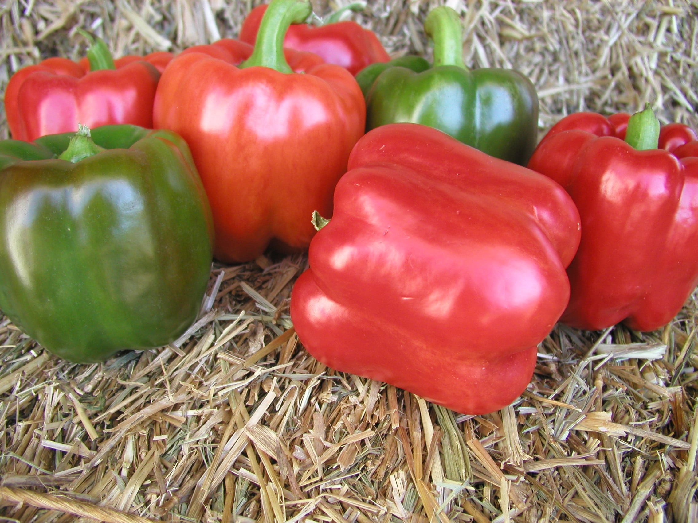 Red Knight X3R Bell Pepper (Treated Seed) Seedway