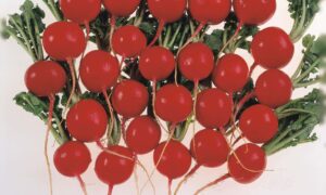 Red Silk Radish (Not Treated)